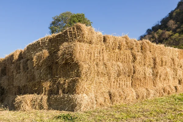 Feld mit Heuballen — Stockfoto