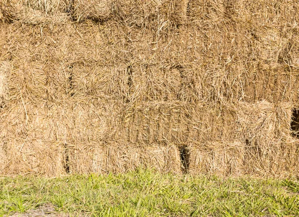 Campo com fardos de feno — Fotografia de Stock