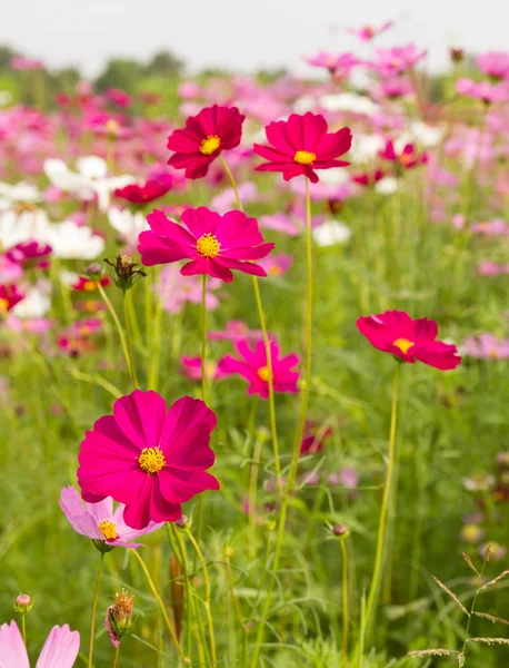 핑크 우주의 꽃들 — 스톡 사진