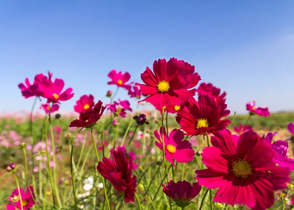 Flores cosmos brancas e rosa — Fotografia de Stock