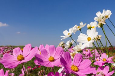 Beyaz ve pembe kozmos çiçekleri