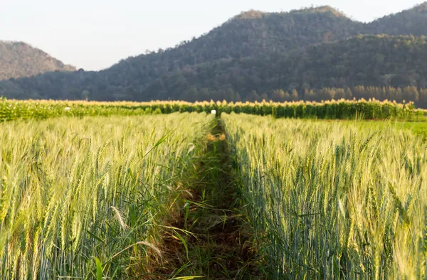 Groene gerst veld — Stockfoto