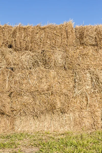 Campo com fardos de feno — Fotografia de Stock