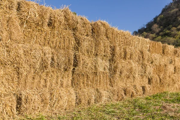 Field with bales of hay — Stock Photo, Image