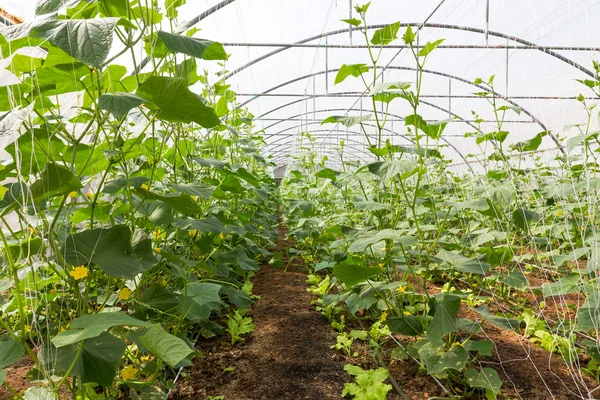 Pumpkin in greenhouse — Stock Photo, Image