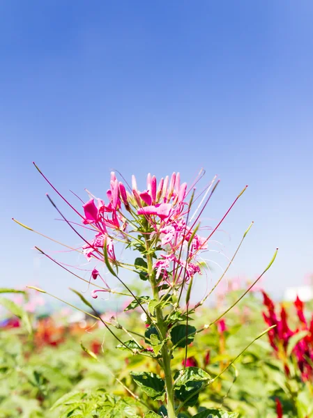 Cleome spinosa linn or Spider Flower — Stock Photo, Image