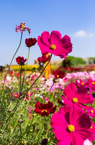 White and pink cosmos flowers — Stock Photo, Image