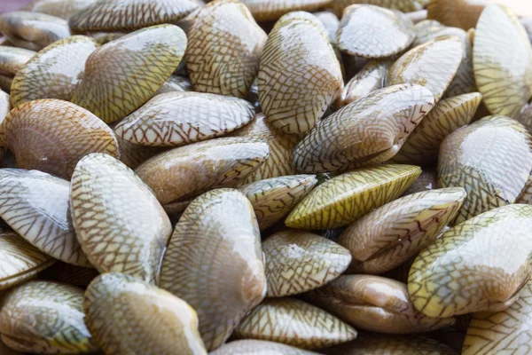 Raw Carpet clam — Stock Photo, Image