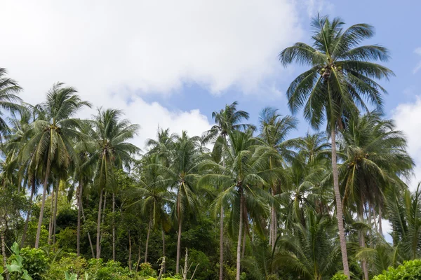 Coconut palm trees — Stock Photo, Image