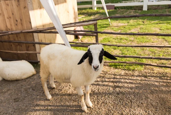 Sheep in the farm — Stock Photo, Image