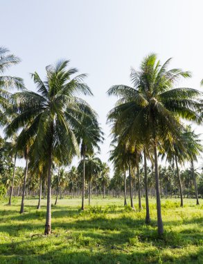 Hindistan cevizi plantasyon
