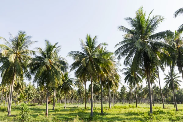 Plantação de coco — Fotografia de Stock