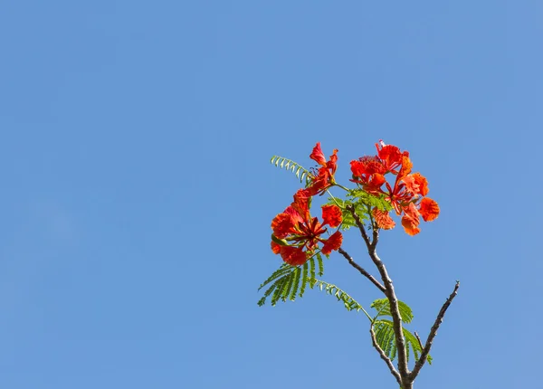 Flor da árvore de chama — Fotografia de Stock