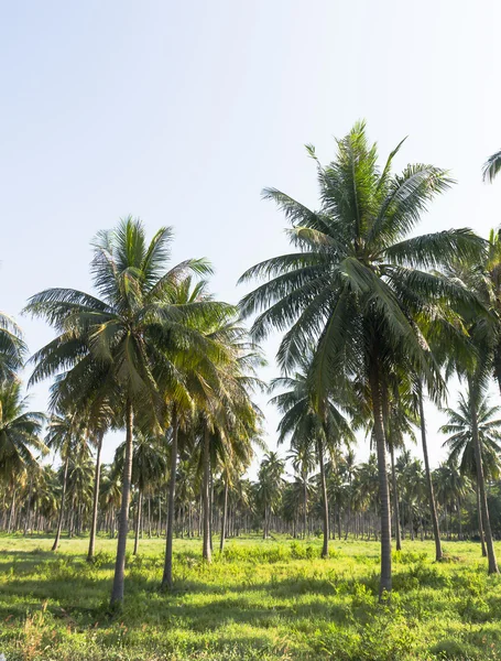 Coconut plantation — Stock Photo, Image