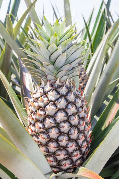 Pianta di ananas — Foto Stock