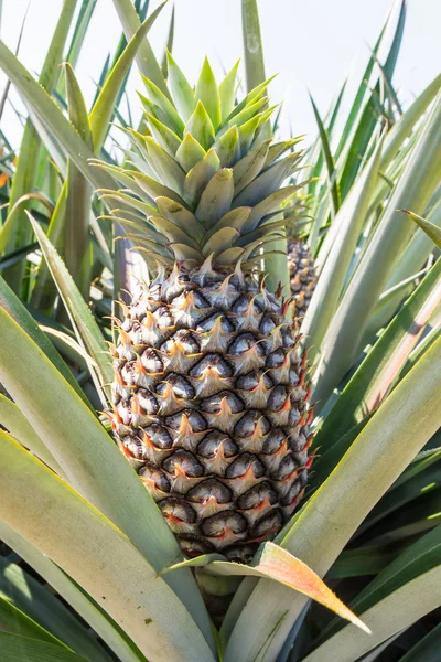 Pianta di ananas — Foto Stock