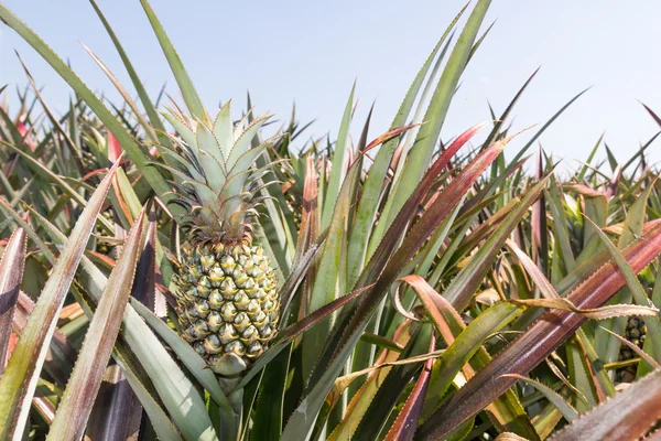 Ananas plantatio — Stock fotografie