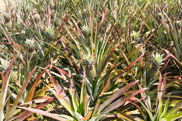 Plantatio de piña — Foto de Stock