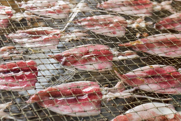 Tintenfisch trocknet auf Netz — Stockfoto