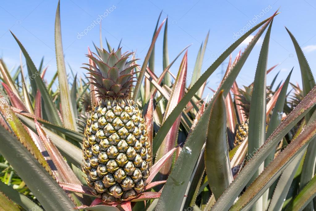 Pineapple plant Stock Photo by ©stoonn 24504571