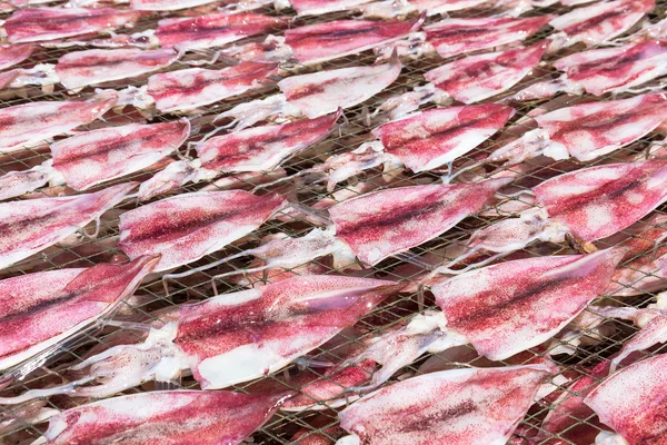Squid drying on net — Stock Photo, Image