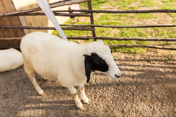 Sheep in the farm — Stock Photo, Image