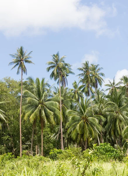 Kokosnoot palmbomen — Stockfoto