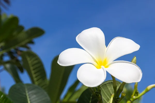 Квітка frangipani — стокове фото