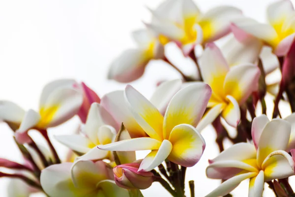 Квітка frangipani — стокове фото