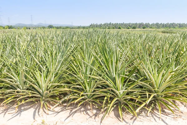 Ananas plantatio — Stock fotografie