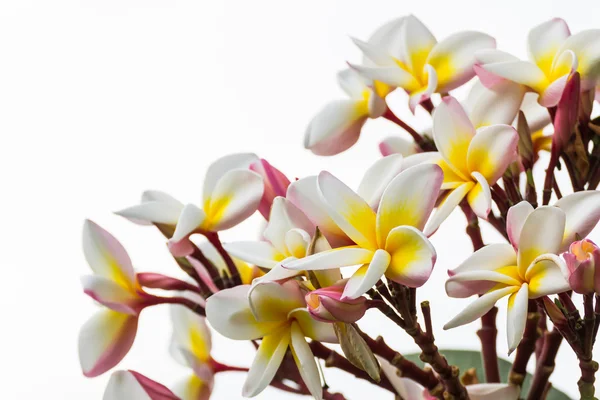 Цветок Франжипани — стоковое фото