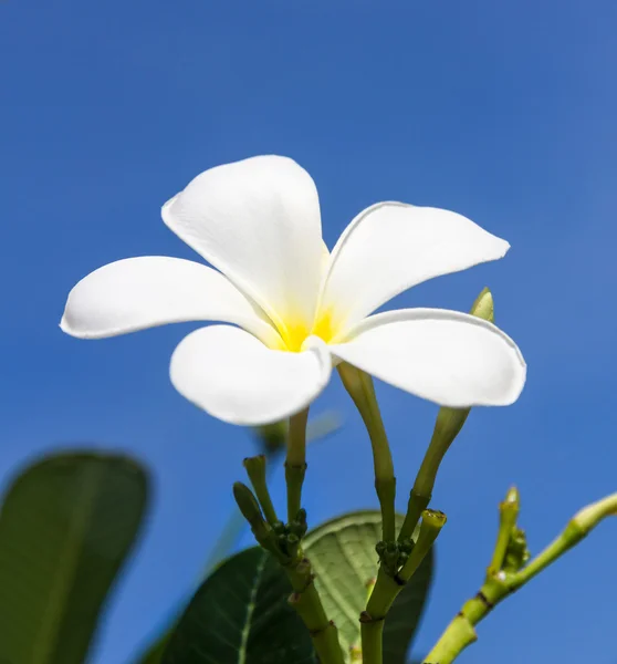 Flor de Frangipani o flor de Lan thom — Foto de Stock
