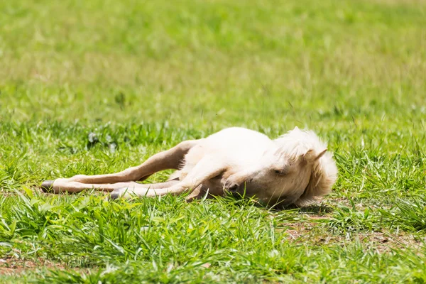 Horse sleeping — Stock Photo, Image