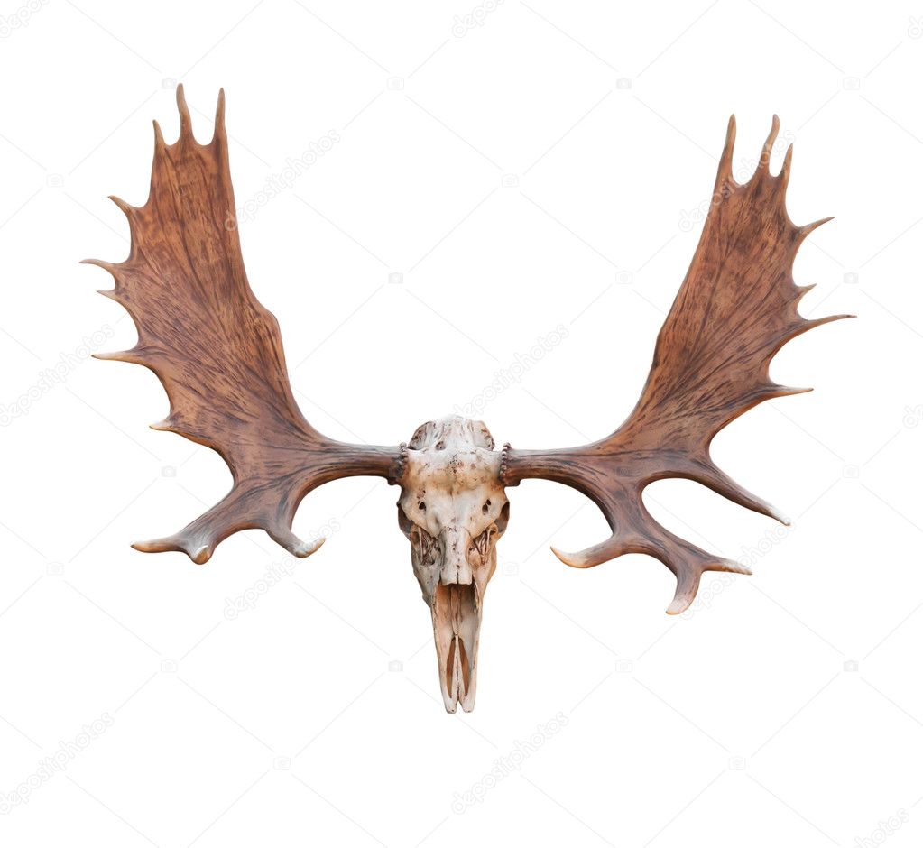 Skull Moose — Stock Photo © stoonn 25398091