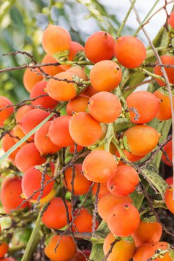 are-ca somun palmiye ağacı üzerinde