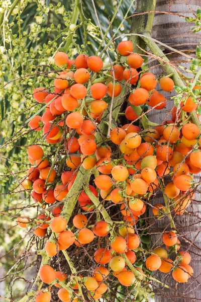 Son-ca nuez palma en el árbol — Foto de Stock