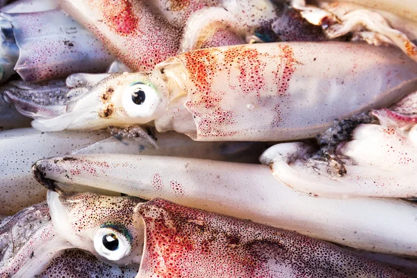 Frischer Tintenfisch — Stockfoto