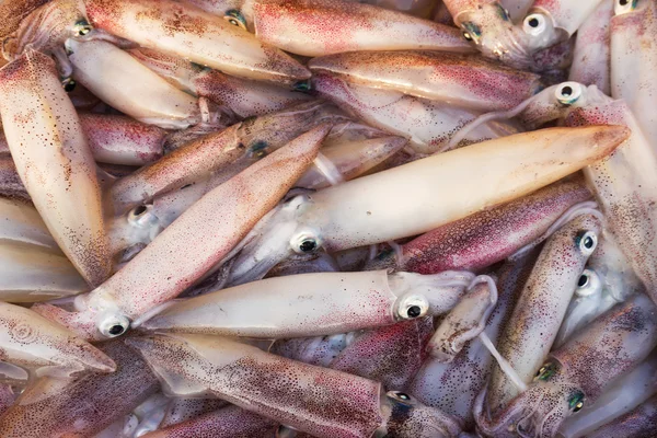 Frischer Tintenfisch — Stockfoto