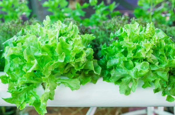 Lettuce in the greenhouse — Stock Photo, Image
