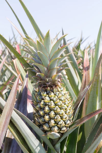 Abacaxi Plantatio — Fotografia de Stock