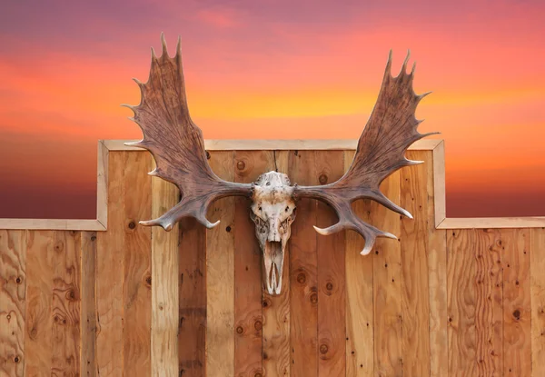 Skull Moose hung on wall — Stock Photo, Image