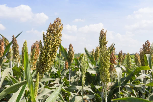 Campos de sorgo — Fotografia de Stock