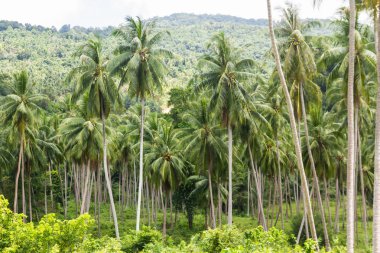 Hindistan cevizi palmiyeleri