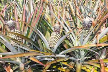 ananas plantatio