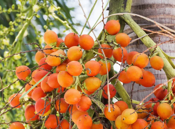 Son-ca nuez palma en el árbol — Foto de Stock