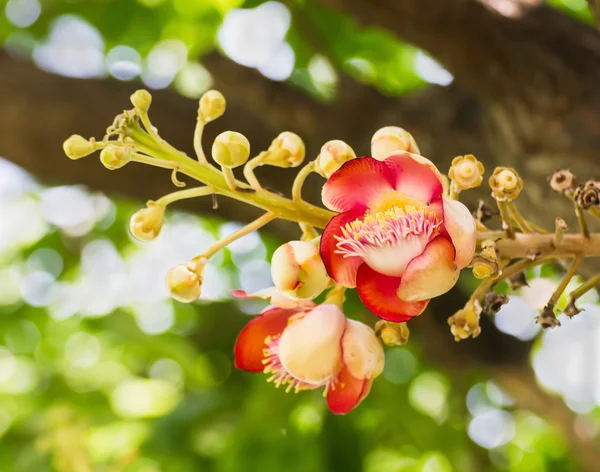 Shorea Robus flowers — Stock Photo, Image