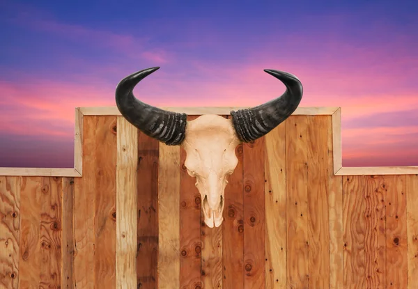 Skull cow hung on wall