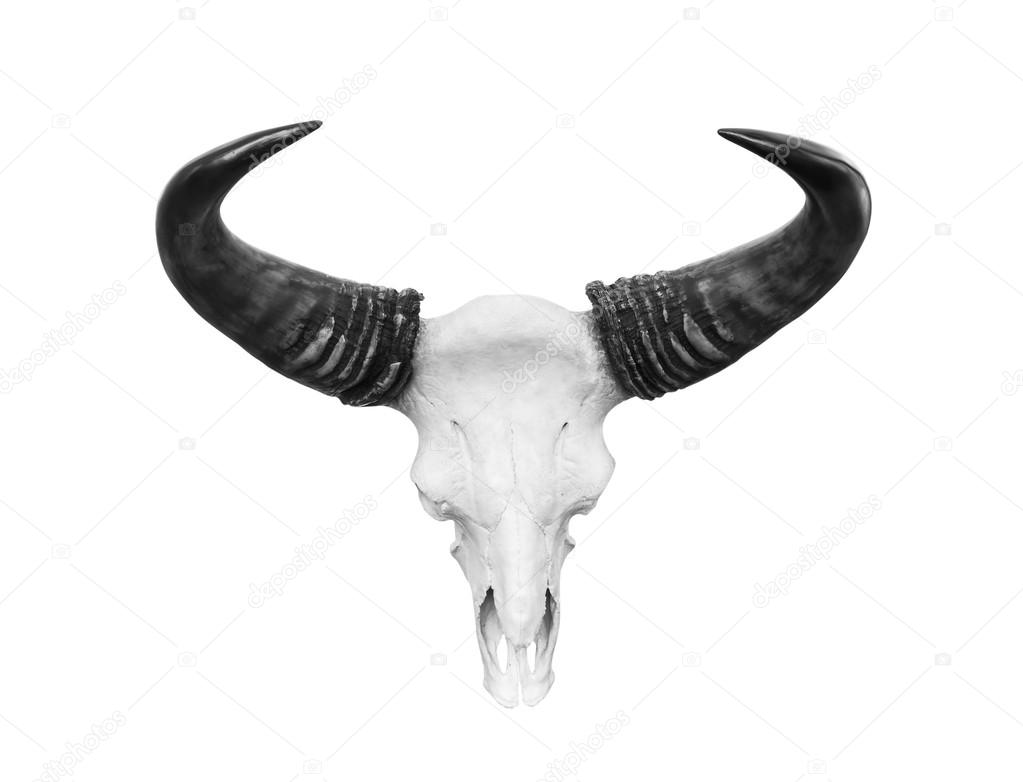 Cow skull isolated