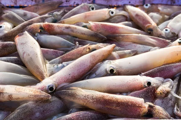 Frischer Tintenfisch — Stockfoto