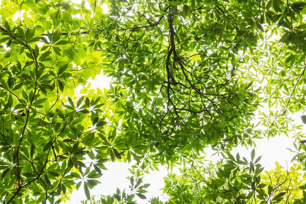 Grünes Blatt in den Tropen des Waldes — Stockfoto